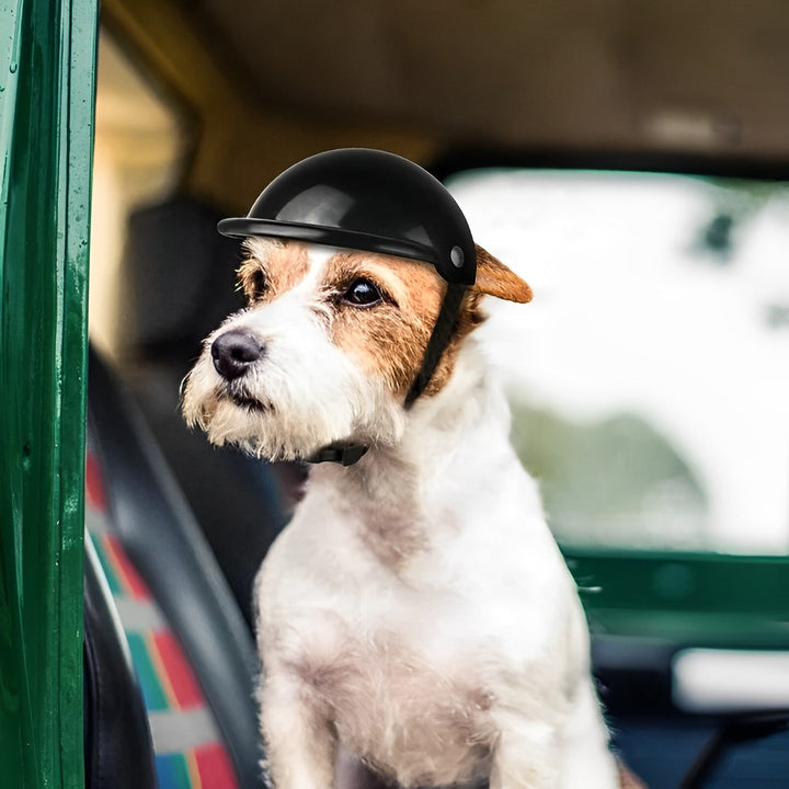 Motorhelm Und Schutzbrille Für Hunde – Trendy Und Sicher