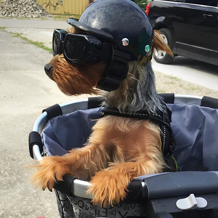 Motorhelm Und Schutzbrille Für Hunde – Trendy Und Sicher